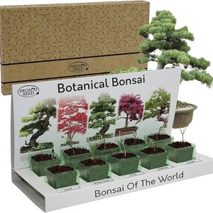 Bonsai Tree Growing Kit with 5 Seeds